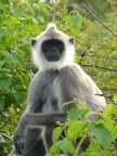 Langur.JPG (138 KB)